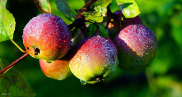 обоя природа, плоды, яблоки