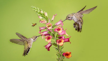 Картинка животные колибри пчела цветок