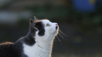 Картинка животные коты анфас