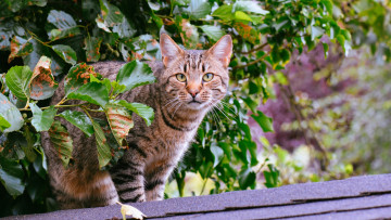 Картинка животные коты листья ветки