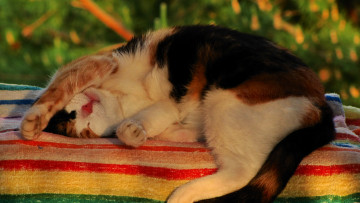 Картинка животные коты полотенце