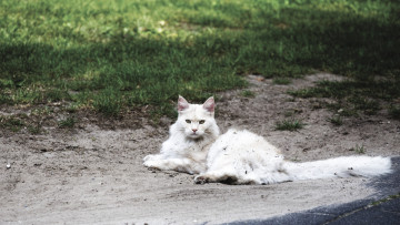 Картинка животные коты трава песок