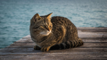 Картинка животные коты водоем