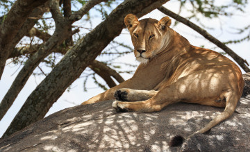 Картинка животные львы львица ветки сон отдых