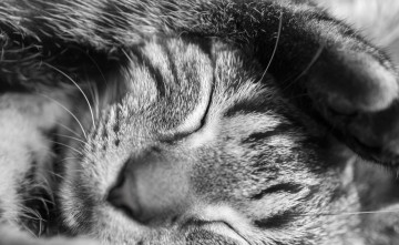 Картинка животные коты морда черно-белое