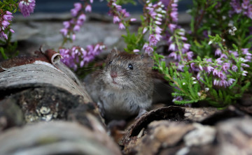 Картинка животные крысы +мыши лапки взгляд мышь цветы