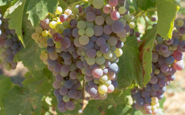 обоя природа, Ягоды,  виноград, листва, grapes, виноград, грозди, виноградник, leaves, the, vineyard
