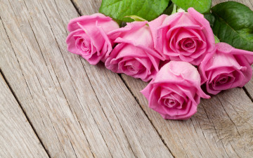 Картинка цветы розы дерево бутоны доски