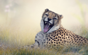 Картинка животные гепарды оскал большая кошка гепард морда хищник