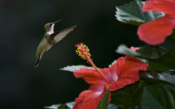 Картинка животные колибри птица фокус цветок гибискус