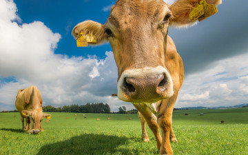 Картинка животные коровы +буйволы лето пастбище луг