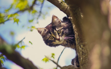 Картинка животные коты дерево