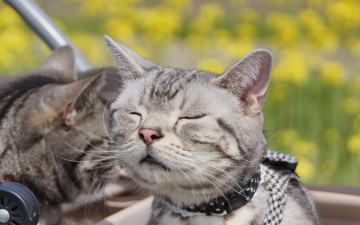 Картинка животные коты отдых двое