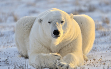 Картинка животные медведи морда хищник белый медведь полярный