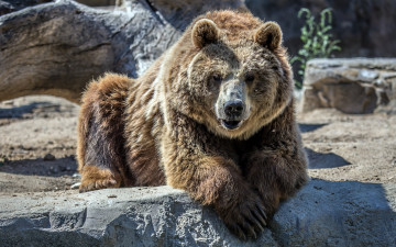 Картинка животные медведи шерсть камни морда взгляд медведь зоопарк