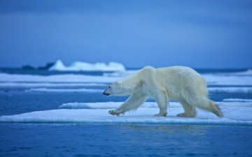 Картинка животные медведи вода льдина белый медведь