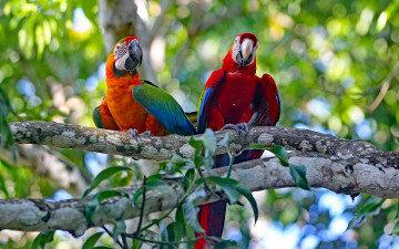 Картинка животные попугаи дерево пара