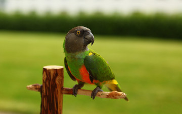 Картинка животные попугаи яркий клюв попугай жёрдочка