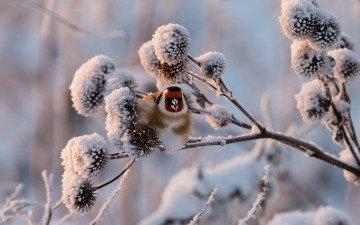 Картинка животные щеглы +чижи зима снег веточка щегол черноголовый