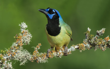 Картинка животные сойки птицы ветка сойка перуанская разноцветная