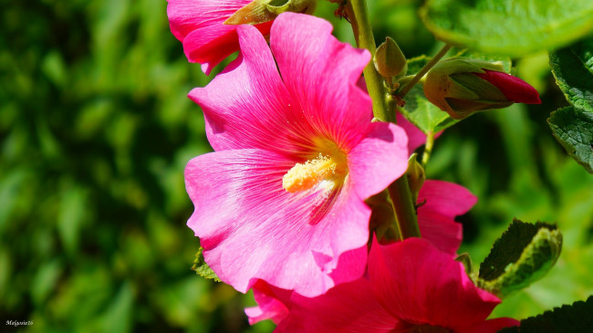 Обои картинки фото цветы, мальвы, розовый, макро