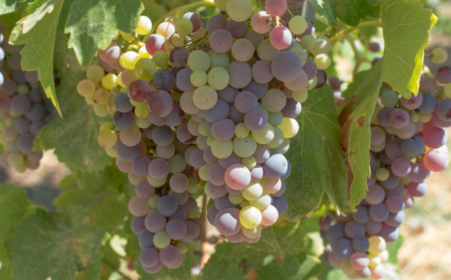Обои картинки фото природа, Ягоды,  виноград, листва, grapes, виноград, грозди, виноградник, leaves, the, vineyard