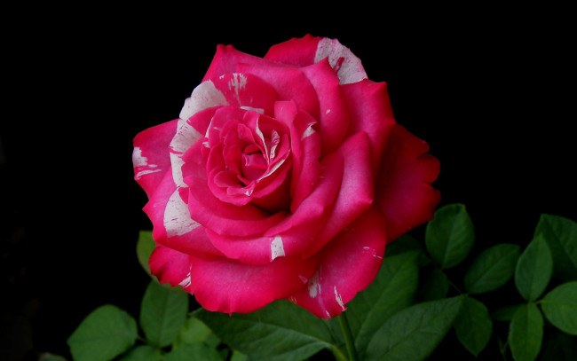 Обои картинки фото цветы, розы, роза, двухцветная