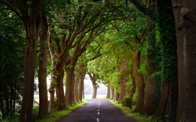 Обои картинки фото природа, дороги, аллея, шоссе, деревья