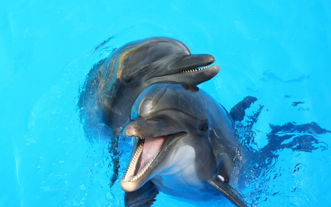 Обои картинки фото животные, дельфины, вода, пара