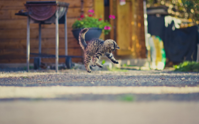 Обои картинки фото животные, коты, прыжок, улица, цветы