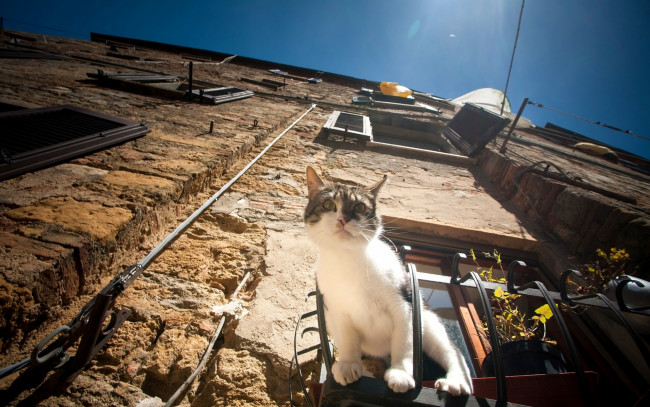 Обои картинки фото животные, коты, здание, окно