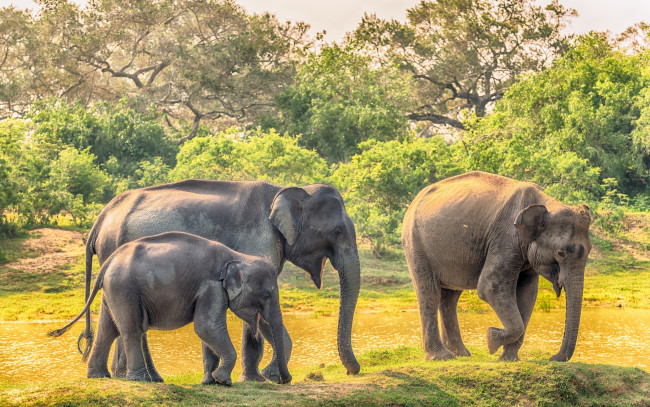 Обои картинки фото животные, слоны, детёныш, семья