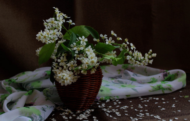 Обои картинки фото цветы, Черемуха, букетик, весна, черемуха
