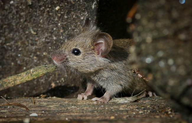 Обои картинки фото животные, крысы,  мыши, усики, смотрит, норка, мышь