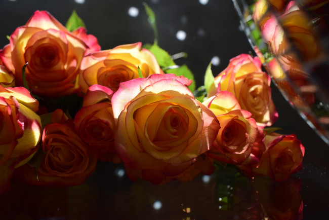 Обои картинки фото цветы, розы, лепестки, blossoms, бутон, leaves, petals, роза, rose, bud, цветение, листья