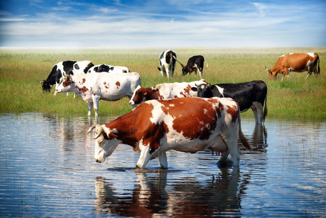 Обои картинки фото животные, коровы,  буйволы, водопой, трава