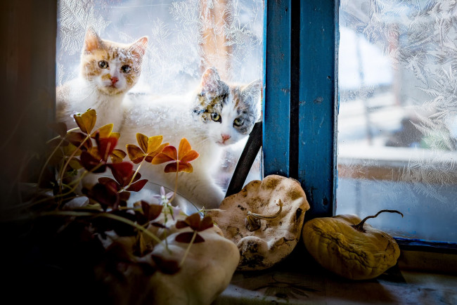 Обои картинки фото животные, коты, двое, цветок, узор, окно, патиссон