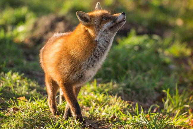 Обои картинки фото животные, лисы, плутовка, red, fox, рыжая, лиса