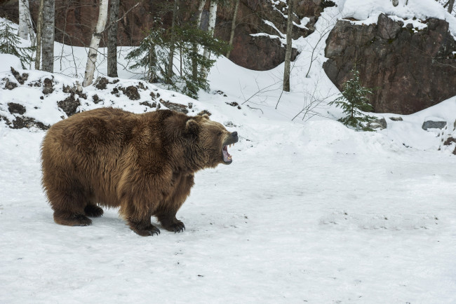 Обои картинки фото животные, медведи, бурый, снег, деревья