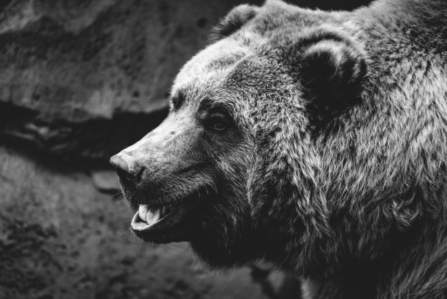 Обои картинки фото животные, медведи, черно-белое