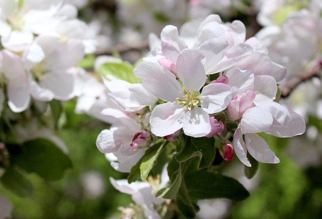 Обои картинки фото цветы, цветущие деревья ,  кустарники, весна, деревья, яблоня