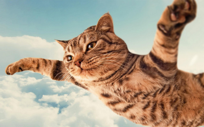 Обои картинки фото юмор и приколы, кот, полосатый, небо, полет