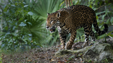Картинка животные ягуары хищник ягуар дикая кошка