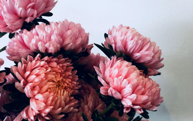 Обои картинки фото цветы, хризантемы, розовые, макро