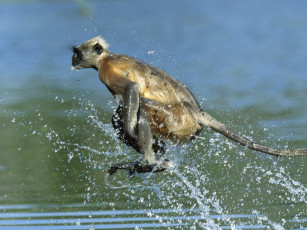 Картинка hanuman langur crossing river rajasthan india животные обезьяны