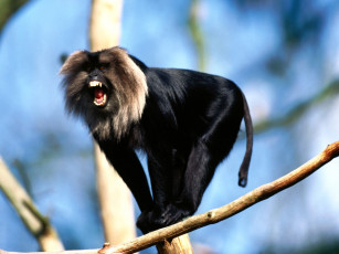 Картинка irate macaque monkey животные обезьяны