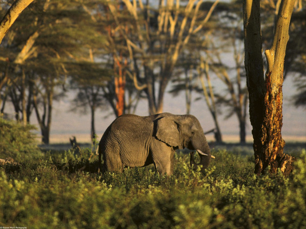 Обои картинки фото african, elephant, tanzania, africa, животные, слоны