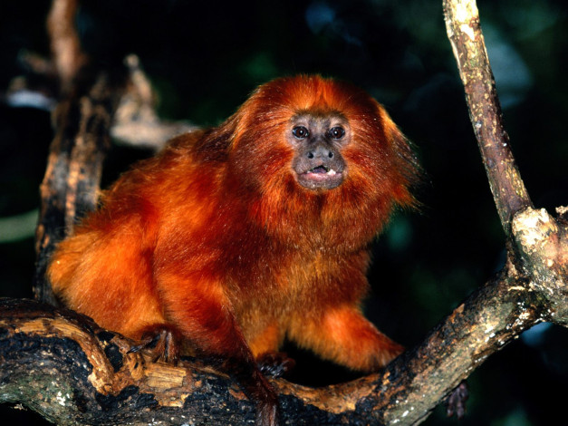 Обои картинки фото golden, lion, tamarin, животные, обезьяны