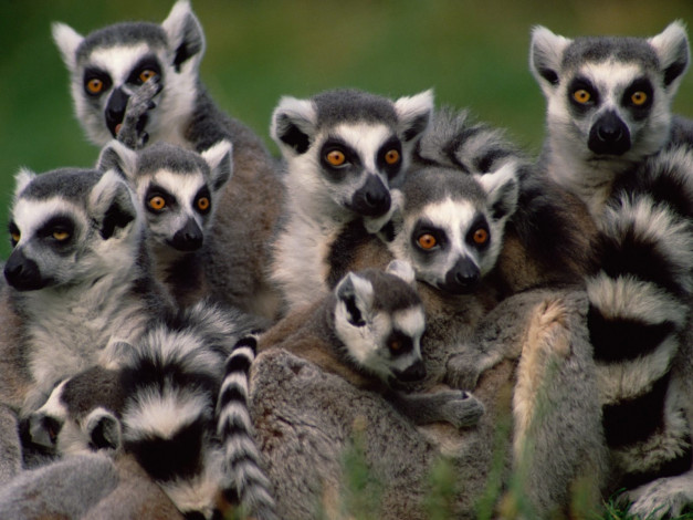 Обои картинки фото grouping, of, ring, tailed, lemurs, животные, лемуры