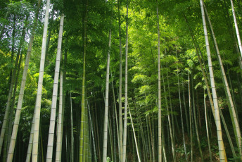 Картинка природа лес зелённый листья бамбук